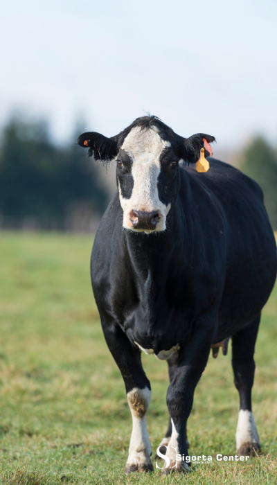 Adsız tasarım - 2025-12-08T145013.775